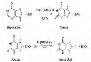Gambar 3  Skema reaksi xantin oksidaseyang mengkonversihipoxantin menjadi xantin danasam urat.