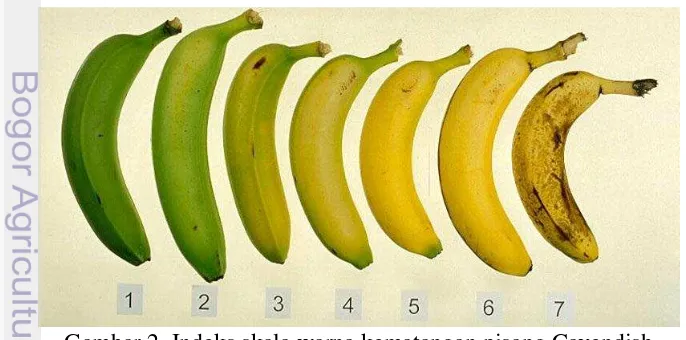 Gambar 1  Proses persiapan buah; A: pencucian buah menggunakan Natrium   