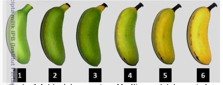 Gambar 3  Indeks skala warna pisang Mas Kirana pada beberapa tingkat 
