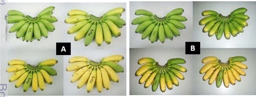 Gambar 6  Keragaman dalam proses pemasakan pisang Mas Kirana, A: umur panen 
