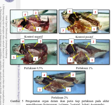 Gambar 5 Pengamatan organ dalam ikan patin tiap perlakuan pada akhir 