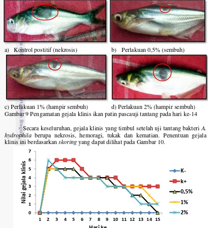 Gambar 9 Pengamatan gejala klinis ikan patin pascauji tantang pada hari ke-14 