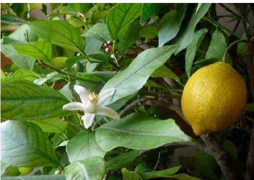 Gambar 2.1 Tanaman lemon (Anonim, 2013) 