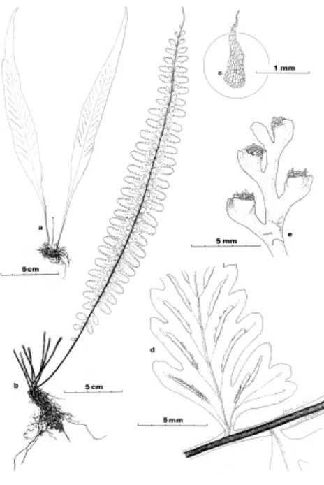 Gambar 1: Morofologi dari Aspleniaceae (Tyron dan Stolze, 1993)