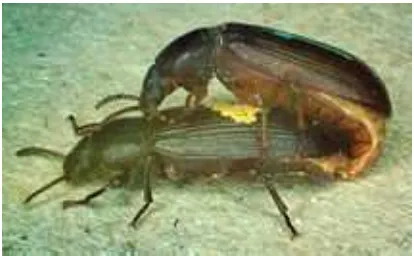 Gambar 2. Perkawinan Kumbang Tenebrio molitor. 