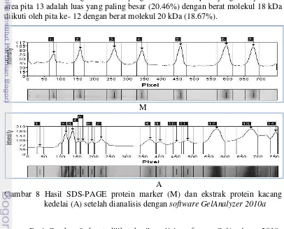 Gambar 8 Hasil SDS-PAGE protein marker (M) dan ekstrak protein kacang 