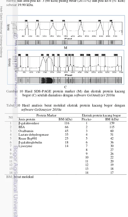 Tabel 10 Hasil analisis berat molekul ekstrak protein kacang bogor dengan 