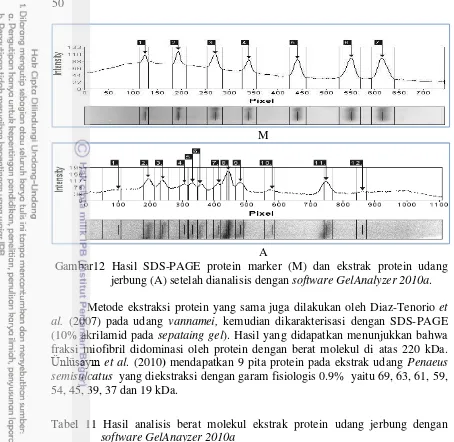 Tabel 11 Hasil analisis berat molekul ekstrak protein udang jerbung dengan 