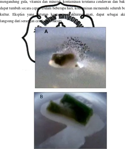 Gambar  3.  Eksplan Terkontaminasi (A) Cendawan (B) Bakteri commit to user 