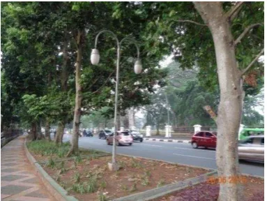 Gambar 7 Kondisi Tajuk 