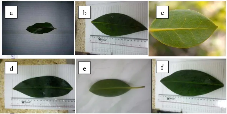 Gambar 2 Daun mangrove: (a) daun S. caseolaris, (b) daun B. gymnorhiza,  