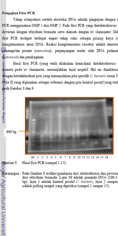Gambar 8      Hasil first PCR (sampel 1-15). 