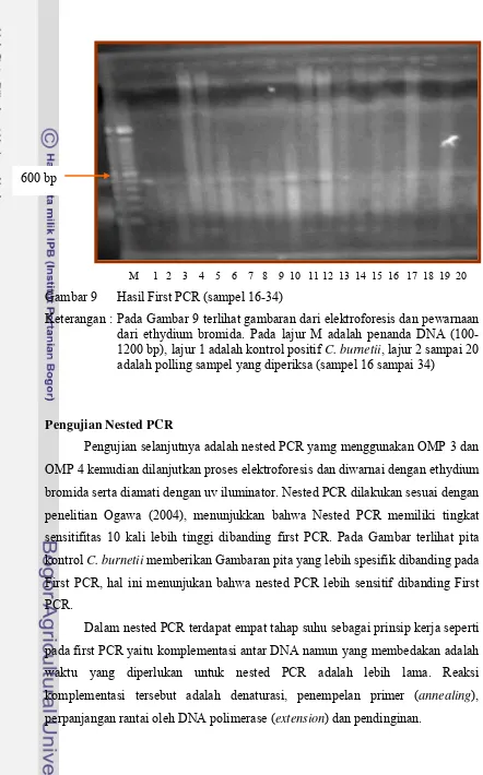 Gambar 9      Hasil First PCR (sampel 16-34) 