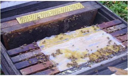 Gambar 3. Penggunaan Pollen Trap Saat Penelitian 