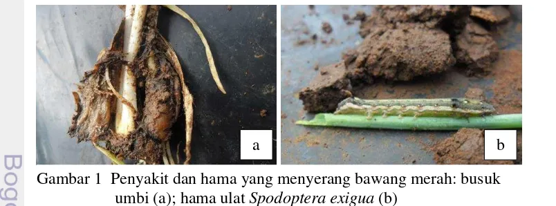 Gambar 1  Penyakit dan hama yang menyerang bawang merah: busuk  