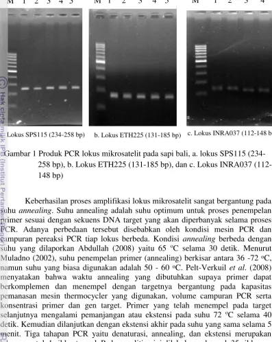 Gambar 1 Produk PCR lokus mikrosatelit pada sapi bali, a. lokus SPS115 (234-