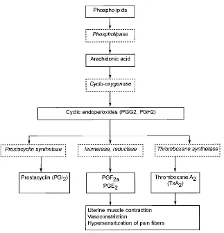 Gambar 1. Kaskade Prostaglandin Menyebabkan Dismenore Primer (Dawood, 2006). 