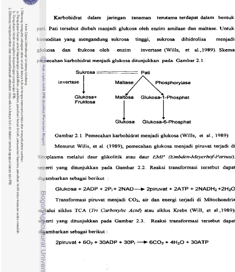 Gambar 2.1. Pemecahan karbohidrat menjadi glukosa (Wills, et al., 1989) 