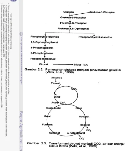 Gambar 2.2. Pemecahan glukosa menjadi piruvavdaur glikolitik (Wills, et al., 1989) 