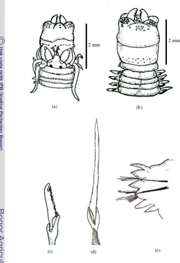 Gambar 4 : Perinereis nuntia Selatan Pulau Pari (a) faring bagian dorsal, (b) faring 