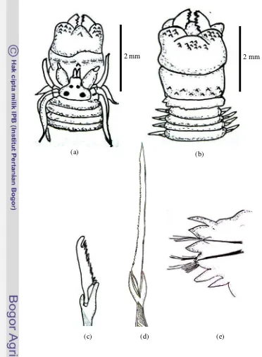 Gambar 6 : Perinereis nuntia Taiwan (a) faring bagian dorsal, (b) faring bagian ventral, (c) seta heterogomph falciger, (d) seta homogomph spiniger, (e) parapodia