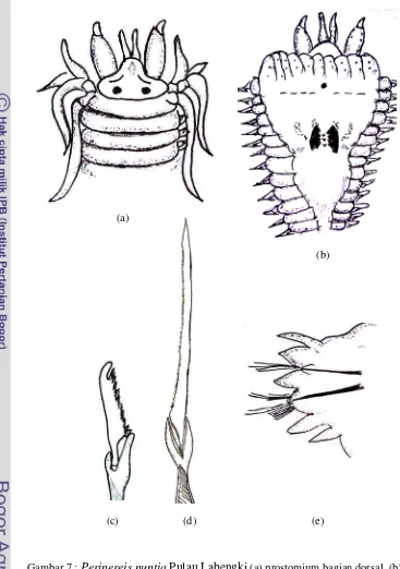 Gambar 7 : Perinereis nuntia Pulau Labengki (a) prostomium bagian dorsal, (b) tubuh 
