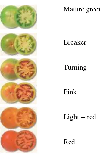 Tabel 2. Klasifikasi tahapan kematangan tomat 
