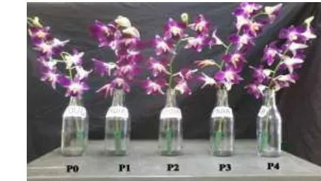 Tabel 3  Jumlah rata-rata dan persentase kuntum bunga layu anggrek   Dendrobium ‘Sonia’ pada 2-24 HSP (hari setelah perlakuan) 