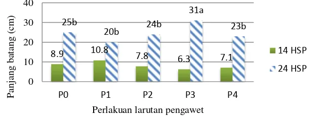 Gambar 5  Panjang rata-rata batang anggrek  Dendrobium ‘Sonia’ dipotong pada 14 HSP dan 24 HSP 