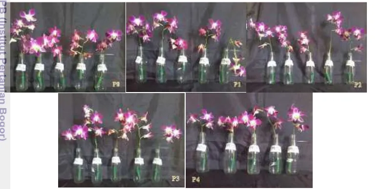 Gambar 6  Penampilan bunga anggrek Dendrobium ‘Sonia’ pada 24 HSP 