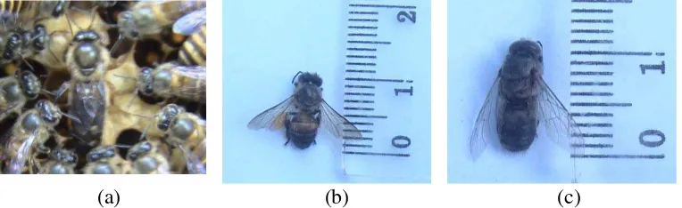 Gambar 1 Morfologi A. cerana: lebah ratu (a), lebah pekerja (b), lebah jantan (c). 