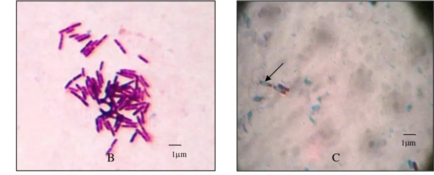Gambar 1  Penampilan koloni isolat Bacillus sp. Cr 66 berumur 24 jam yang ditumbuhkan  pada media cawan gores Nutrien agar  (A);   (B) penampilan sel Bacillus sp