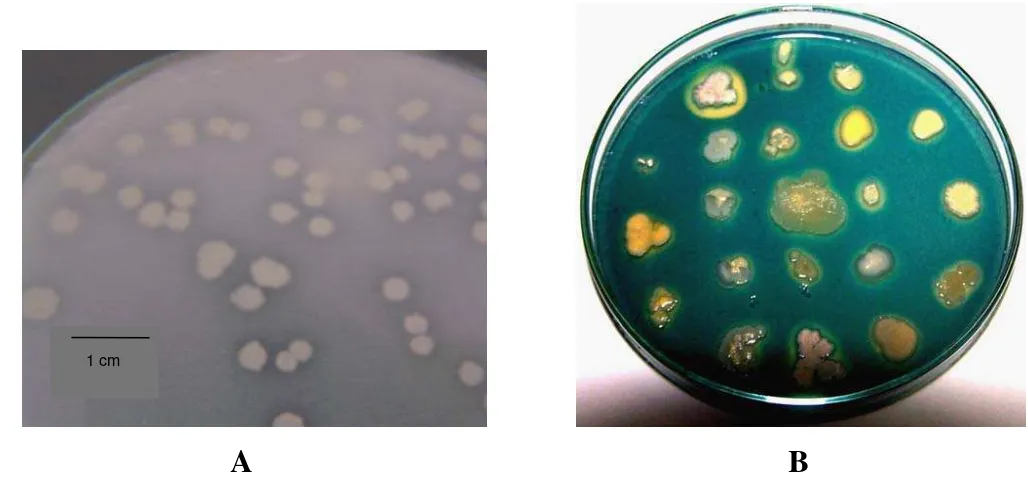 Gambar 2 Isolat Bacillus sp. Cr 90 yang ditumbuhkan pada media Phikovskaya dan diinkubasikan selama 3 hari pada suhu ruang mempunyai kemampuan  melarutkan fosfat yang ditandai dengan terbentuknya zona bening di sekeliling koloni bakteri (A); (B) penampilan