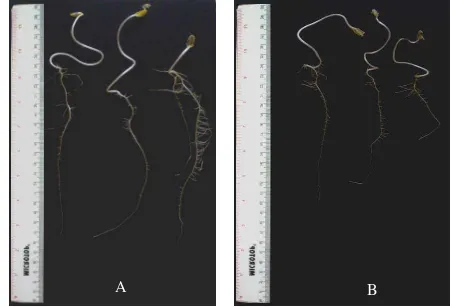 Gambar 3 Panjang akar dan jumlah akar kecambah kedelai kultivar Slamet berumur 7 hari pada media agar-agar 1%; (A) kecambah diinokulasi dengan Bacillus sp Cr 69; (B) kontrol