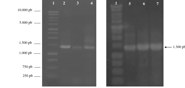 Gambar 5  Elektroforesis gel Agarose 1% dari gen 16S rRNA hasil amplifikasi PCR sebanyak  30 siklus menggunakan  primer 63f  dan  1387r   memiliki panjang basa nukleotida ± 1.3 kb; Ket: 1 = marker; 2 = Cr 71; 3 = Cr 69; 4 = Cr 64; 5 = Cr 66; 6 = Cr 67;    