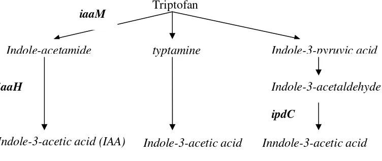 Gambar 1  Diagram alir lintasan biosintesis IAA pada Bakteri (Hartman et al.                   1983; Brandl et al