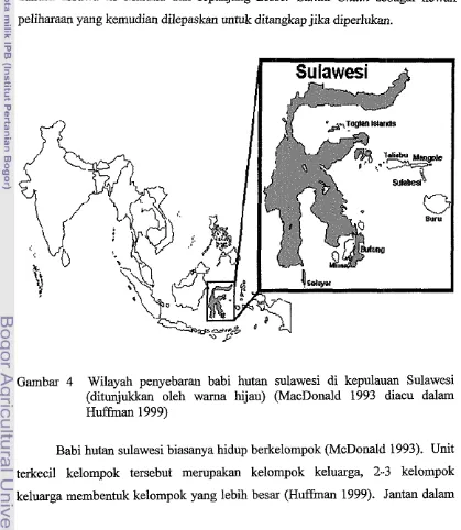 Gambar 4 Wilayah penyebaran babi hutan sulawesi di kepulauan Sulawesi 