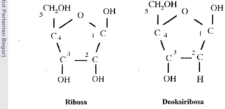Gambar 6 Struktur kirnia gula ribosa dan deoksiribosa dengan penomoran pada 