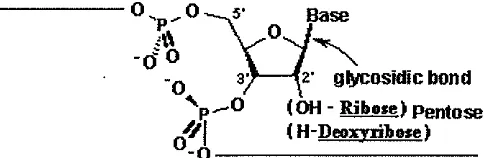 Gambar 8 Pasangan basa A-T dan G-C, ikatan hidrogen ditunjukkan dengan 