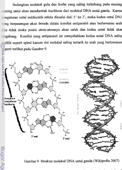 Gambar 9 Struktur molekul DNA untai ganda (Wikipedia 2007) 