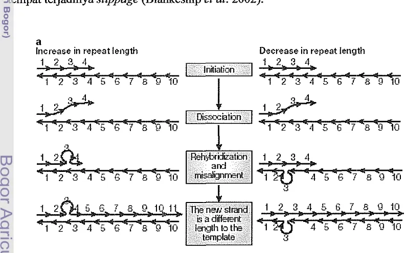 Gambar 1 1 Proses slippage pada mikrosatelit (Ellegren 2004) 