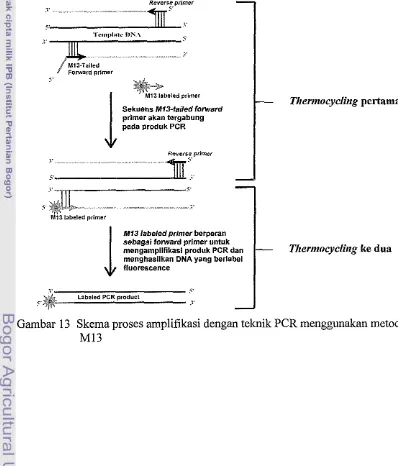 Gambar 13 Skema proses amplifikasi dengan teknik PCR menggunakan metode 