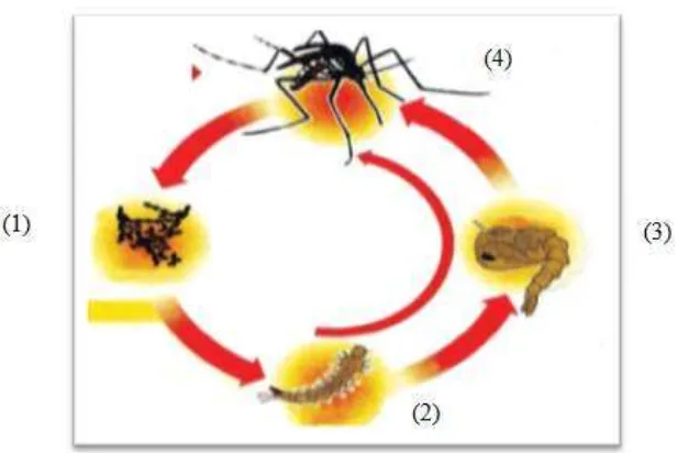 Gambar 2.1.Siklus hidup nyamuk Aedes aegypti. (1) Telur; (2) Larva; (3) 