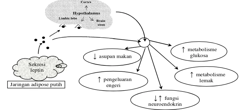 Gambar 3  ↓ ↑ metabolisme  