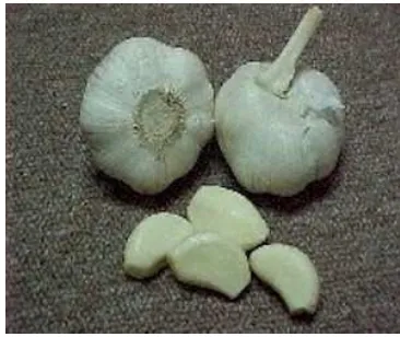 Gambar 1. Bawang putih (Allium sativum) Sumber: http://www.medikaholoistik.com/ 2007 
