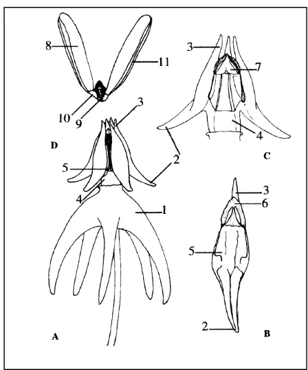 Gambar 2 Skema Bunga H. multifora: Bunga (lateral) (A); Corona  (B) dan anther (dilihat dari dalam); Corona dengan dua anther yang tersembunyi (C); Polinia(D)