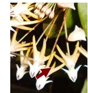 Gambar 5 Pengambilan nektar bunga H. multiflora dengan mikropipet 