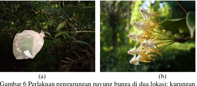 Gambar 7 Buah dan biji tumbuhan H. multiflora:  buah (a), dan biji (b) 
