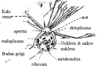Gambar 1 Struktur Foraminifera secara umum    (Albani 1979).  