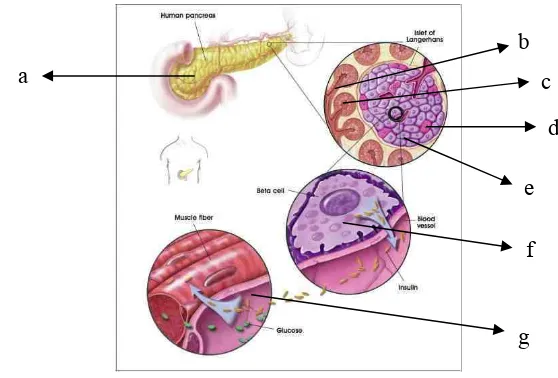 Gambar 1.  Pankreas manusia, (a) pankreas, (b) sel acinar, (c) saluran pankreas, (d) sel alfa, (e) sel beta, (f) sel beta pankreas mensekresikan insulin ke dalam pembuluh darah, (g) insulin membantu penyerapan glukosa pada sel otot (NIH 2001)